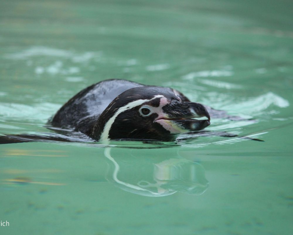 foto-zoo-eberswalde-©-hennrich-pinguin-schwimmend-2018-127A4EBC0-5D84-F5AF-5B0A-DE44341C1BA2.jpg