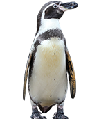 pinguin