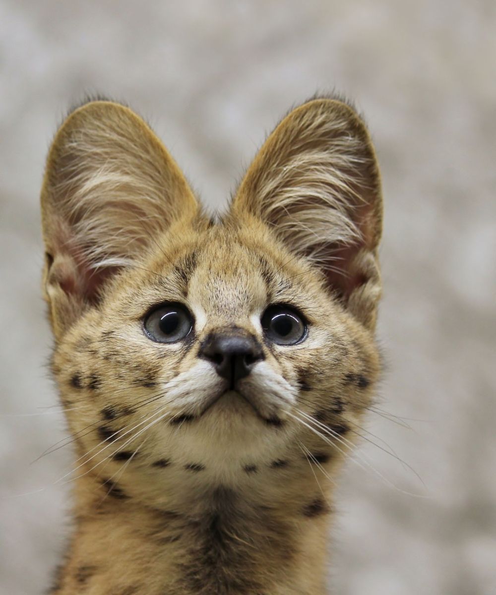 foto-zoo-eberswalde-©-hennrich-serval13D7999589-B313-DE94-6C6C-8043BF3BEE20.jpg