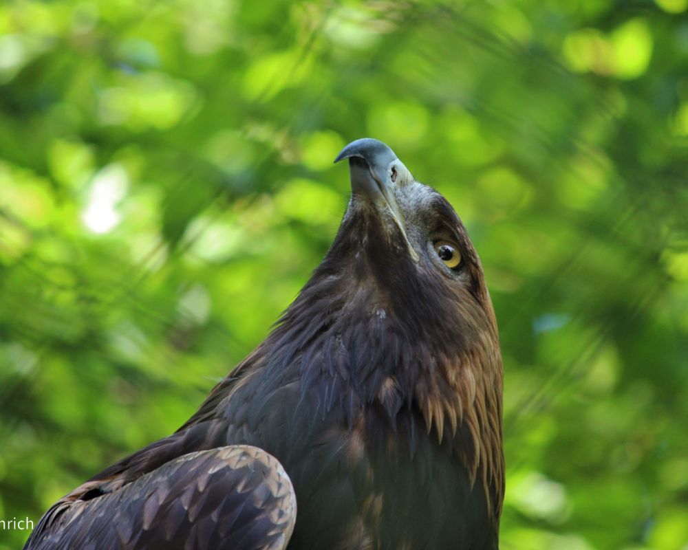 foto-zoo-eberswalde-©-hennrich-adler12743D42-14A6-A3E9-2C3A-3F16E9D357BB.jpg
