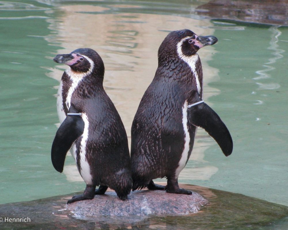 foto-zoo-eberswalde-©-hennrich-pinguin-2018-29C6751CF-D4D0-CC27-087F-5A1388B19EFF.jpg
